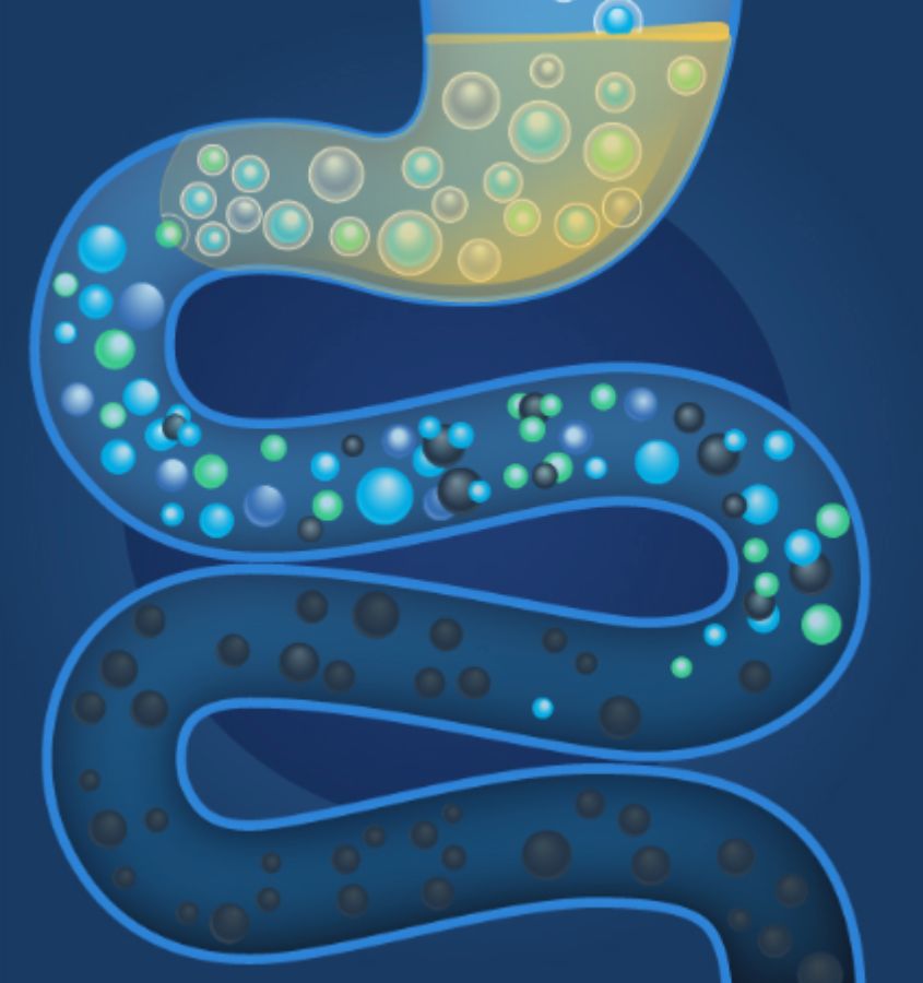 Imagen de WhatsApp 2025-06-26 a las 17.15.21_a1a0d031 INTESTINO