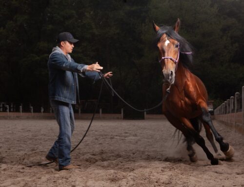 Doma natural: el arte de conectar con los caballos