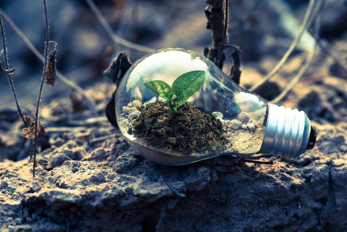 Foco con planta en su interior, metáfora de energía limpia; Oxy Services ve alcanzable la meta de 38% de generación limpia en México